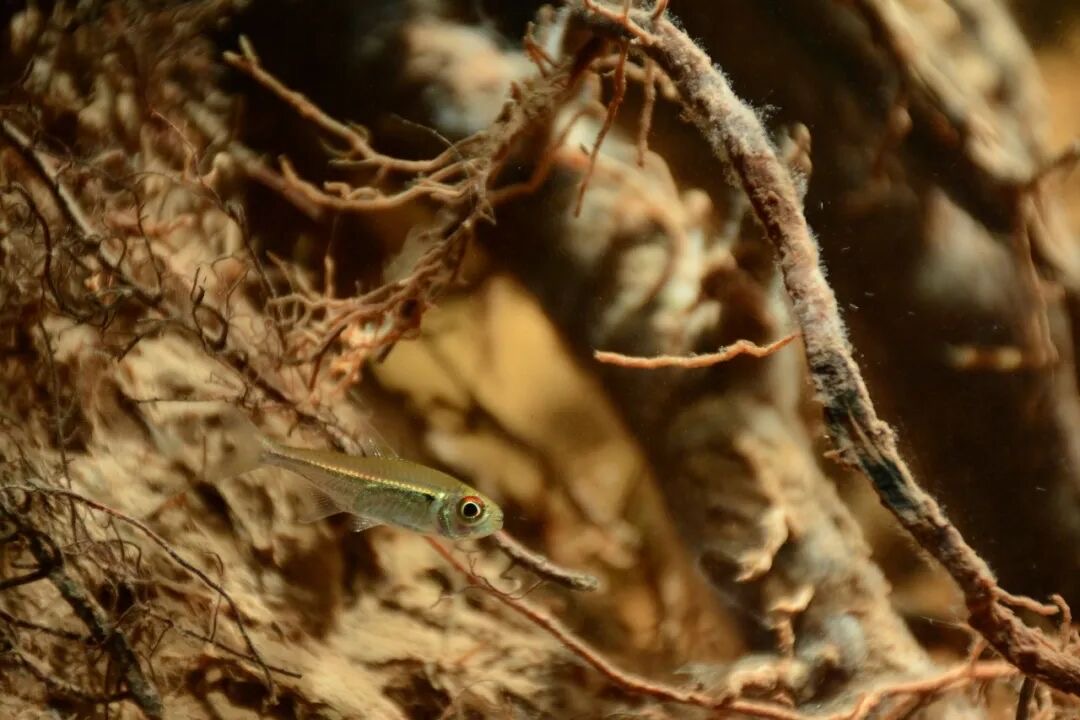 没入型アクアリウム展示
